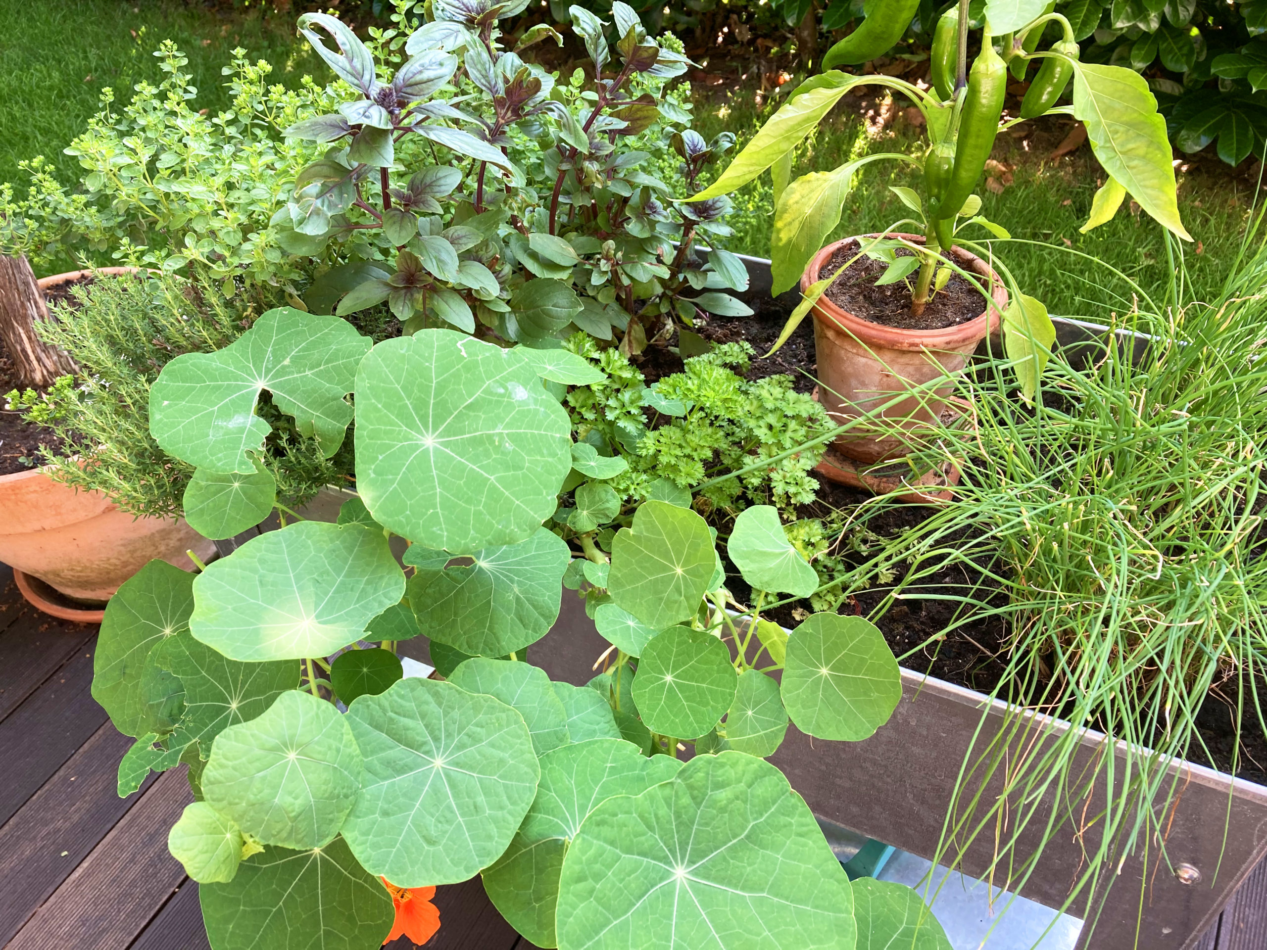 Kräutergarten