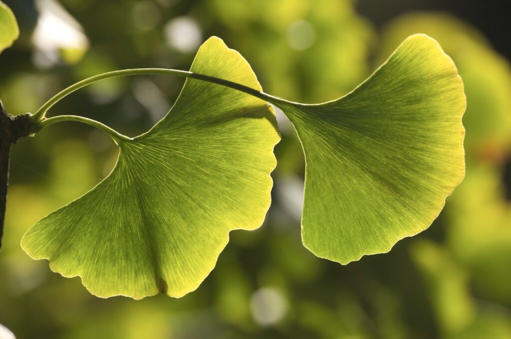 Ginkgo Blätter